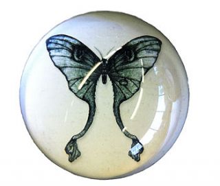 winter's moth paperweight by natural history