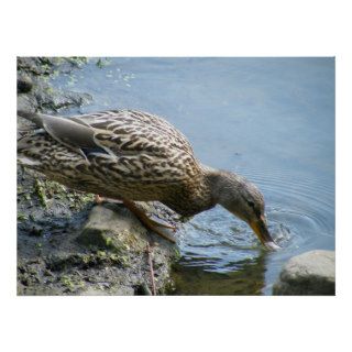 Duck Drinking Water Poster