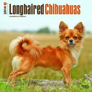 Longhaired Chihuahuas   2014 Calendar   Wall Calendars