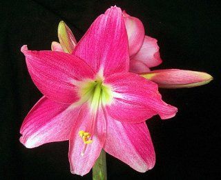 'Neon Rose' Amaryllis 1 Bulb   Exotic   26/28 cm  Amaryllis Plants  Patio, Lawn & Garden