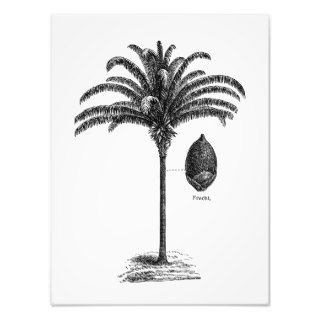 Vintage Sepia Retro Brazilian Palm Tree Template Photographic Print
