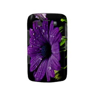 Beautiful Purple African Daisy Blackberry Cases