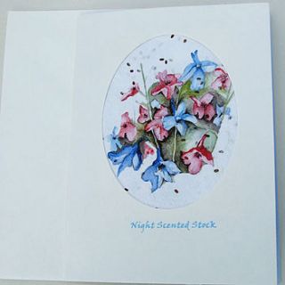 night scented stock seed card by soso paper co