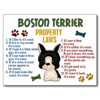 Boston Terrier Property Laws 4 Postcards