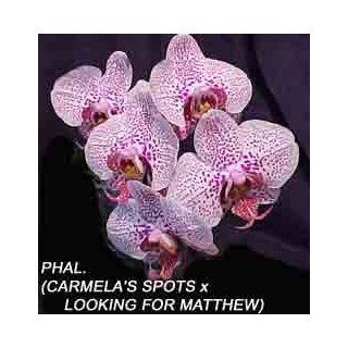 Phal. (Carmela's Spots x Looking for Matthew) 1583H Grocery & Gourmet Food