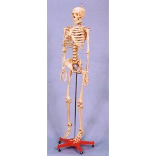 Articulated Human Skeleton Model