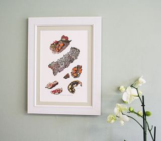 framed vintage print 'hypocreaceae' by bonnie and bell