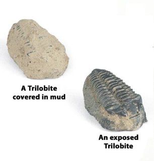 Fossil Find Trilobite Craft Kit (makes 25 projects) Toys & Games