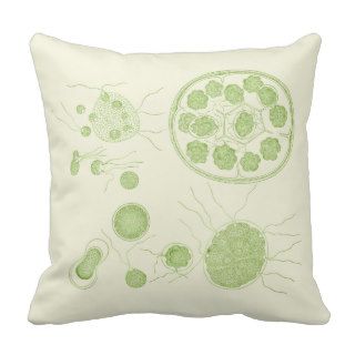Green Algae Pandorina morum Throw Pillows
