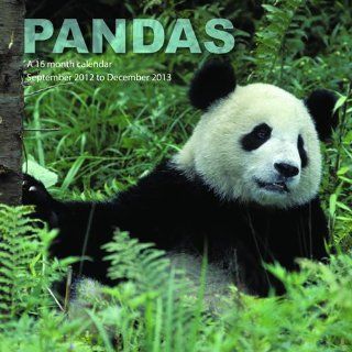 Pandabren   Pandas 2013 Kalender Bücher