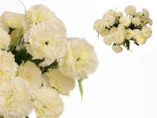 Shop 252 Mini Silk Carnations Wedding Flowers SALE   Cream at the  Home Dcor Store