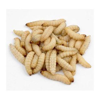 Live Waxworms for Feeding Reptiles, Fishing, Birds, and Chickens (250)