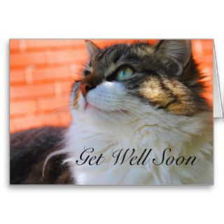 Sweet Ragdoll Cat Get Well Soon Card
