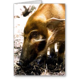 Pig Profile  1966 Greeting Card