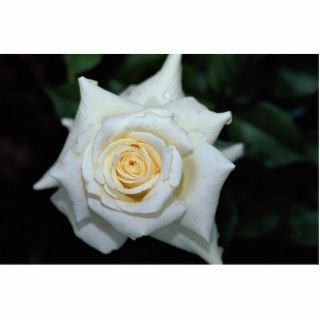 Pascali Hybrid Tea Rose 'Lenip' Roses Photo Cutout