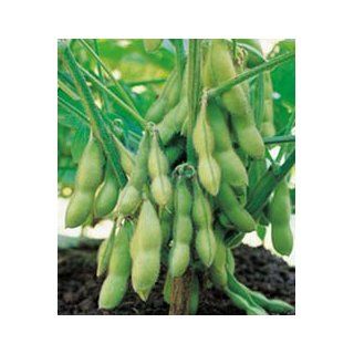 Edible Soy Bean Seeds   13 grams   GARDEN FRESH PACK  Soybean Plants  Patio, Lawn & Garden
