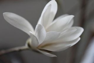 a pair of magnolia trees by todd's botanics
