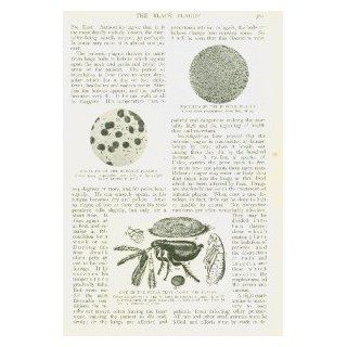 1912 Black Plague Bubonic Plague Disease Fleas  Prints  