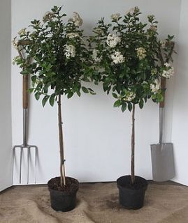 pair of standard viburnum tinus by todd's botanics