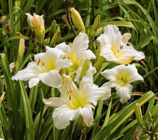 White Flower Farms Lady Elizabeth Reblooming Daylily —
