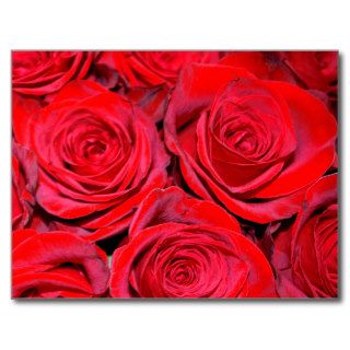 Romantic Girly Red Cute Roses Floral Pattern Post Card