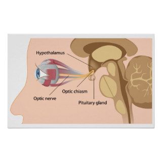 Pituitary gland and optic chiasm Poster