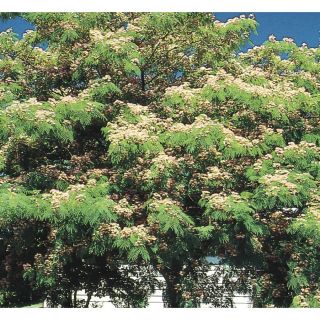 9.64 Gallon Mimosa Tree (L1103)