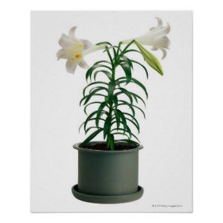 Potted Easter Lily Posters