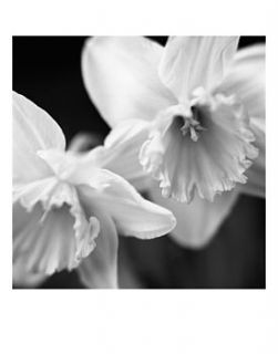 daffodil i, black and white print by paul cooklin