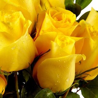 Ultimate Rose Two Dozen Yellow Fresh Cut Roses with Vase