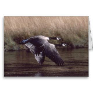 Canada geese flying through Yellowstone Greeting Cards