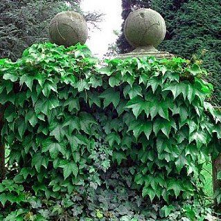 Boston Ivy Plant Outside Vine or Bonsai Parthenocissus Patio, Lawn & Garden