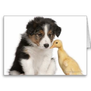 Border collie puppy (6 weeks old) playing with greeting cards