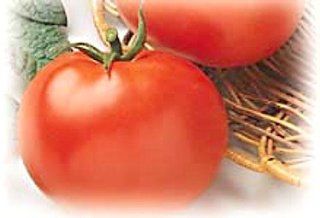 Rutgers Tomato 50 Seeds   Heirloom   Old Jersey Tomato  Tomato Plants  Patio, Lawn & Garden