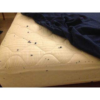 Pinzon 160 Gram Solid Flannel Queen Sheet Set, Cadet Blue   Pillowcase And Sheet Sets