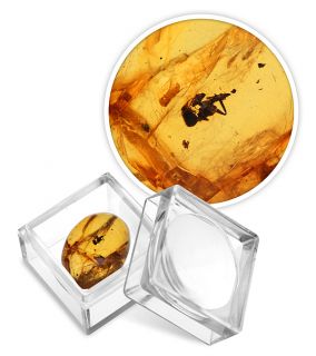 Insect In Amber