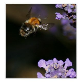 Bumblebee in flight posters