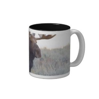 Grand Teton National Park, Bull Moose Mugs