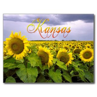 Kansas State Flower   The Sunflower Postcards