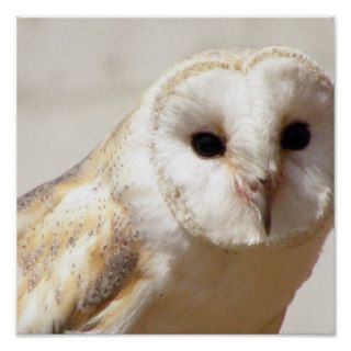Snowy Barn Owl  Poster