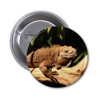 Endangered Jamaican Iguana Pinback Buttons