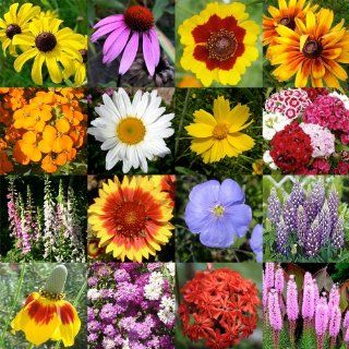 2, 000 Seeds, Wildflower Mixture "All Perennial" (16 Species) Seeds By Seed Needs  Flowering Plants  Patio, Lawn & Garden