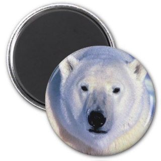Polar Bear Fridge Magnets