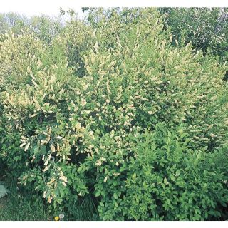 5.98 Gallon Multi Stem Chokecherry (L24760)