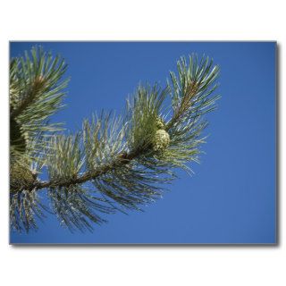 Pine Branch and Blue Sky Postcards