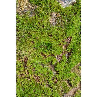 Photography Faux moss stone Floor Drop Background Mat CF680 Rubber Backing, 4'x5' High Quality Printing, Roll up for Easy Storage Photo Prop Carpet Mat (Can also Be Used for Decorating Home or patio)   Photo Studio Backgrounds