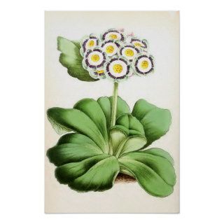 "Auricula John Waterston" Vintage Flower Posters