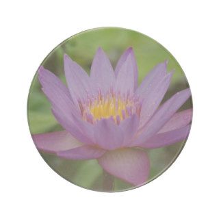 Purple Pink Water Lily Flower Coasters