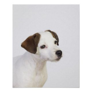 Curious Jack Russell Terrier Puppy Print