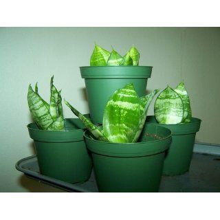 Plastic Pots for Plants, Cuttings & Seedlings, 4 Inch, 30 Pack  Small Pots  Patio, Lawn & Garden